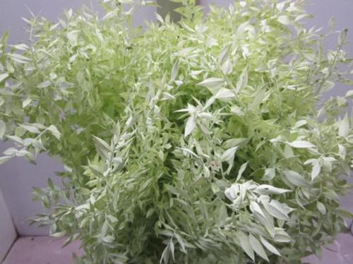 Ruscus kleurbehandeld H%