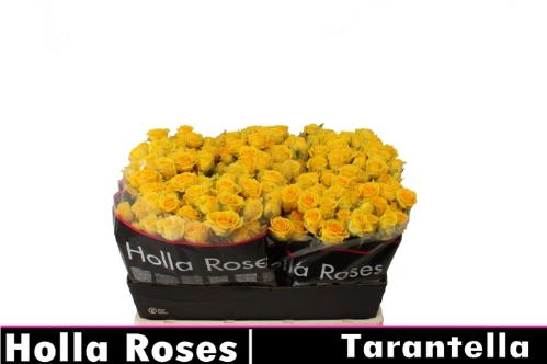 Rosa tros Tarantella