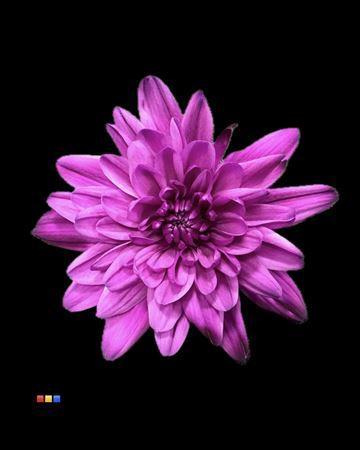 Chrysanthemum Indicum Grp tros kas kleurbehandeld H%
