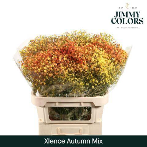 Gypsophila overig kleurbehandeld H%