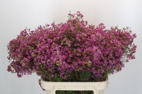 Chamelaucium uncinatum overig