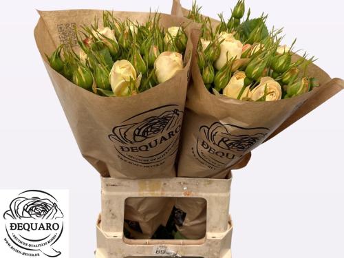 Rosa tros Champagne Rokoko