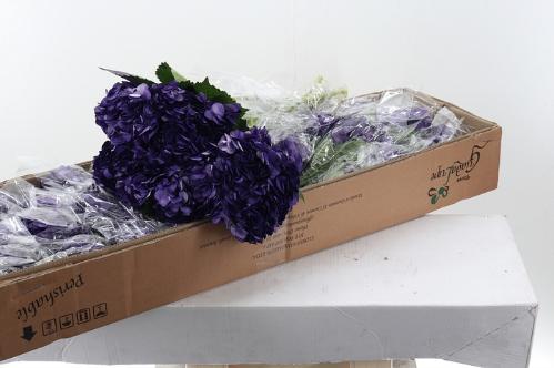 Hydrangea overig