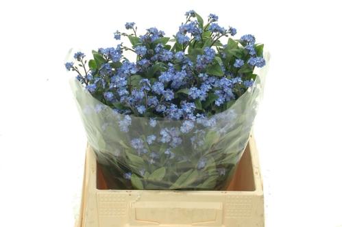 Myosotis overig