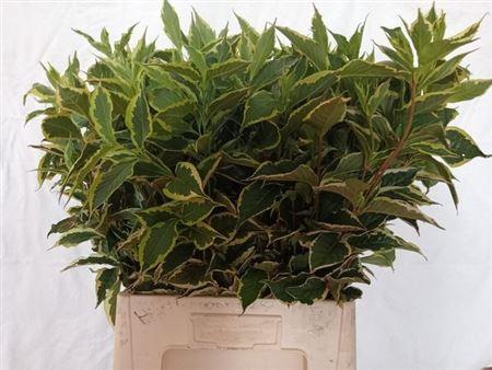Weigela florida 'Elstead'
