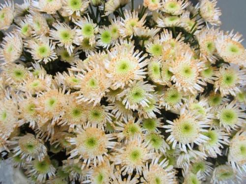 Chrysanthemum Indicum Grp tros santini kleurbehandeld H%