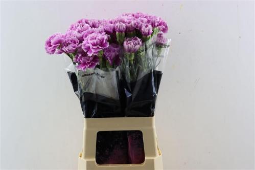 Dianthus standaard 'Momentum'