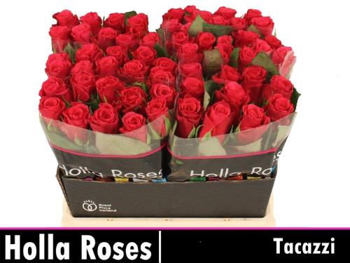 Rosa grootbloemig Tacazzi+