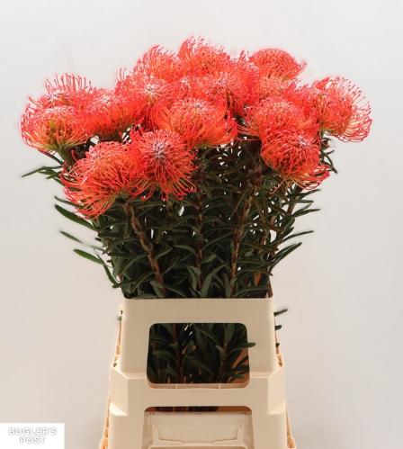 Leucospermum cordifolium 'Succession'