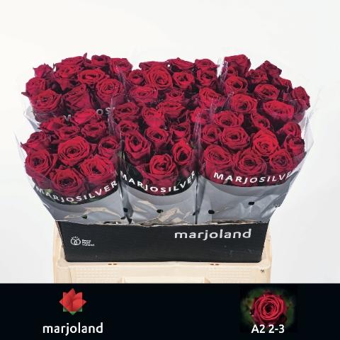 Rosa grootbloemig Red Naomi!