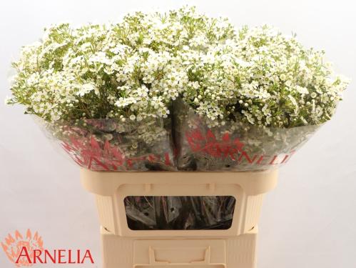 Chamelaucium uncinatum 'Ofir'