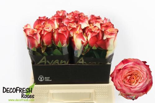 Rosa grootbloemig Attraction