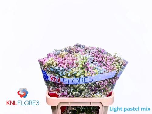Gypsophila overig kleurbehandeld H%