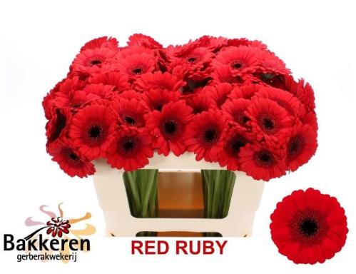 Gerbera mini Red Ruby