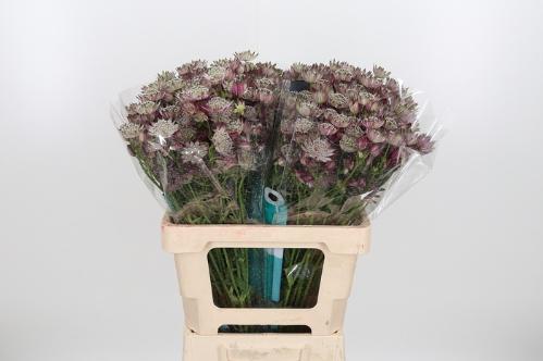 Astrantia major 'Star of Africa'
