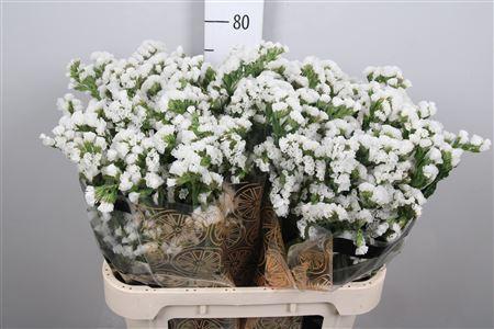Limonium sinuatum White Starlight Wings