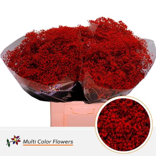 Gypsophila overig kleurbehandeld H%