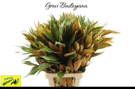 Grevillea baileyana