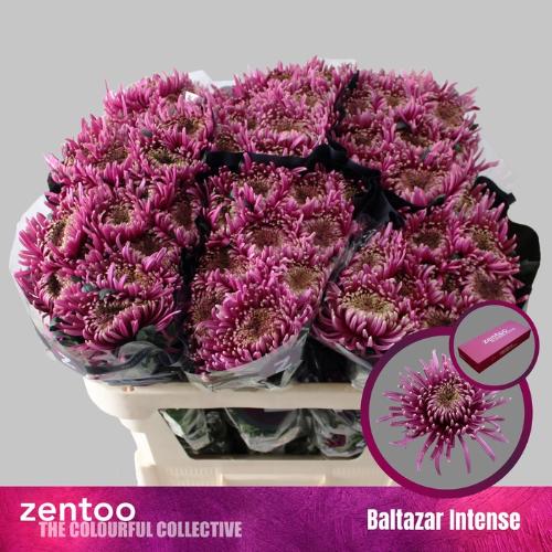 Chrysanthemum geplozen (Indicum Grp) Baltazar Intense