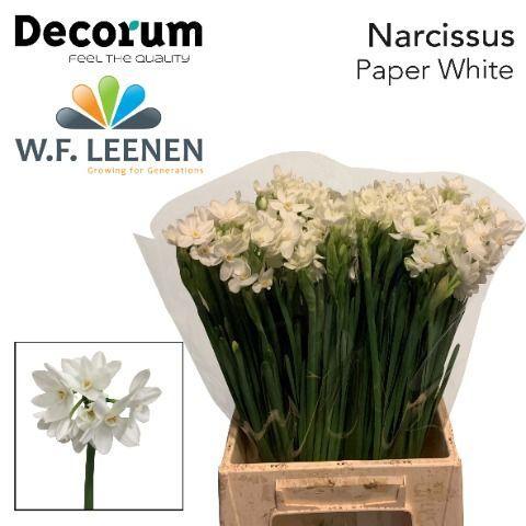 Narcissus Tazetta Grp met blad 'Ziva'