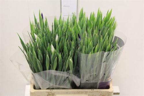Iris (Hollandse Iris Grp) gemengd 4 kleuren