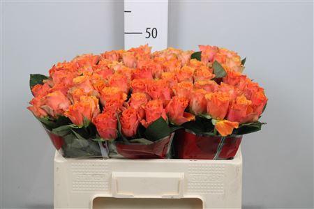 Rosa grootbloemig Arancio