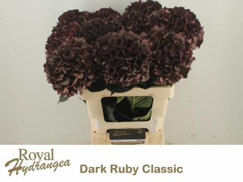 Hydrangea macrophylla Magical Dark Ruby (classic)