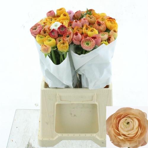 Ranunculus asiaticus Success Grand Pastel
