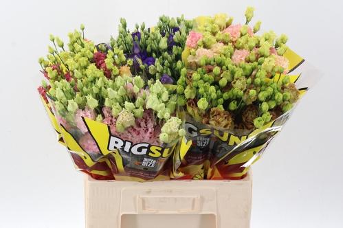 Eustoma russellianum gevuldbloemig gemengd in fust