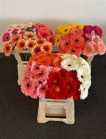 Gerbera grootbloemig gemengd