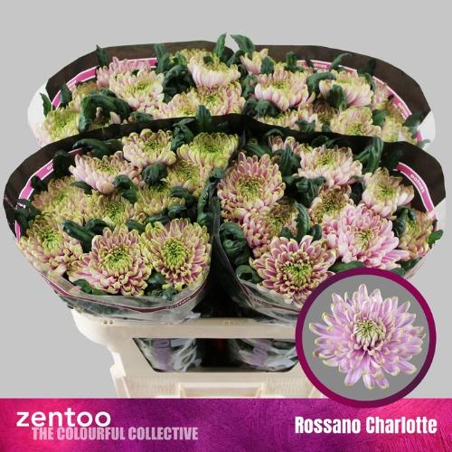 Chrysanthemum Indicum Grp geplozen Rossano Charlotte