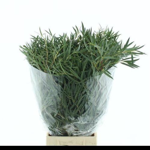 Eucalyptus per bos nicholii