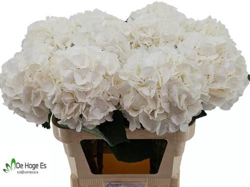 Hydrangea macrophylla Noordpool