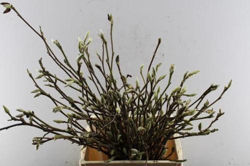 Magnolia grandiflora