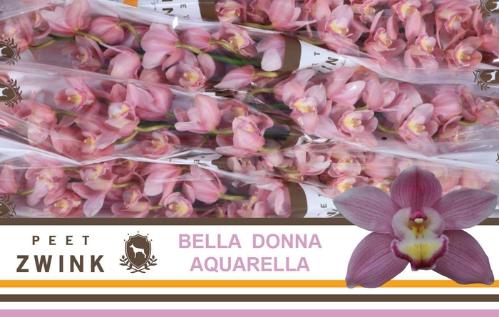 Cymbidium grootbloemig per tak 'Aquarella'