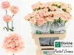 d5a056d1-ab26-4dff-b8ae-6f8567b71bd0.jpg