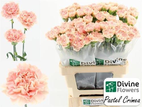 Dianthus standaard Pastel Crimea
