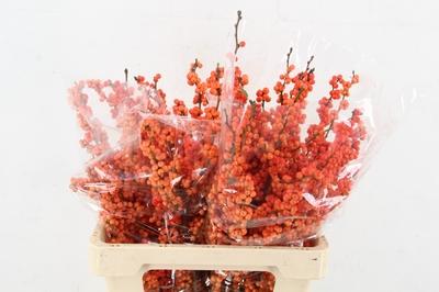 Ilex verticillata 'Winter Gold'