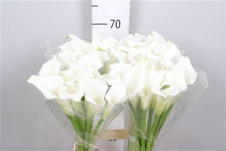 Zantedeschia 'Crystal Blush'