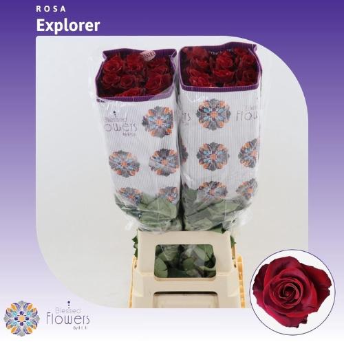 Rosa grootbloemig Freedom