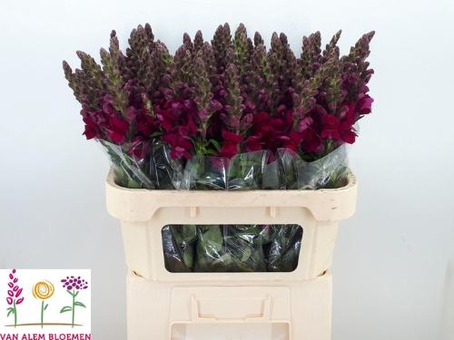 Antirrhinum majus 'Opus Red'