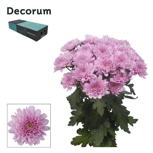 Chrysanthemum (Indicum Grp) tros Kalimba