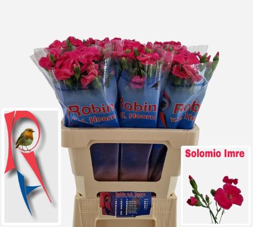 Dianthus tros Solomio Imre