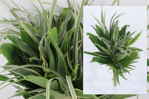 Dracaena sanderiana