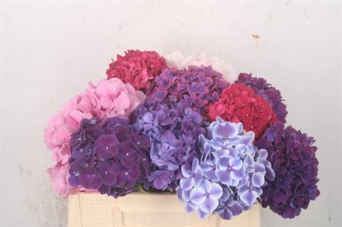 Hydrangea overig