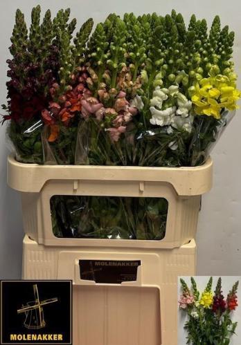 Antirrhinum majus gemengd in fust
