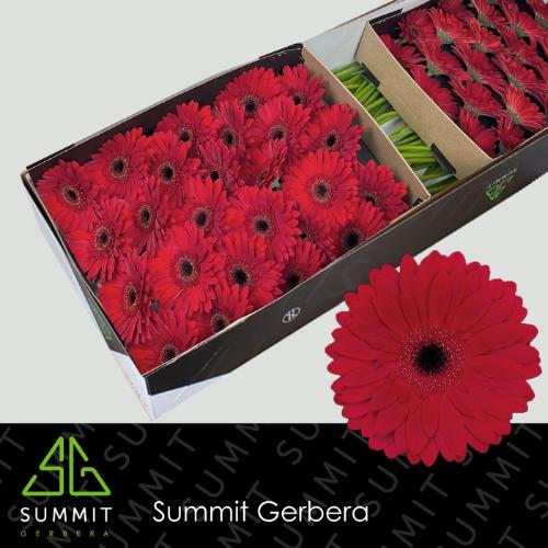 Gerbera grootbloemig Barones