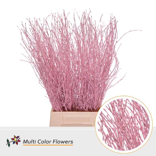 Betula kleurbehandeld H%