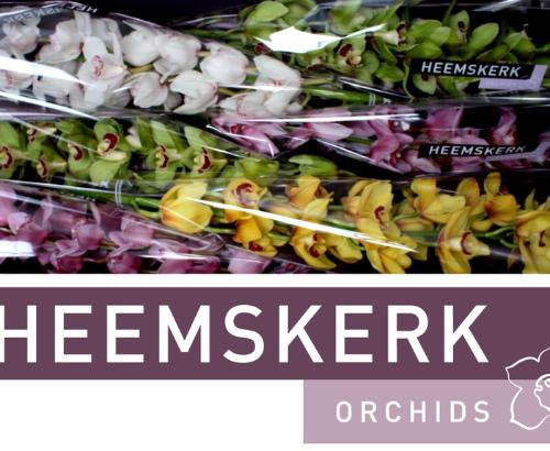 Cymbidium grootbloemig per tak gemengd