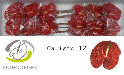 Anthurium Andreanum Grp Calisto